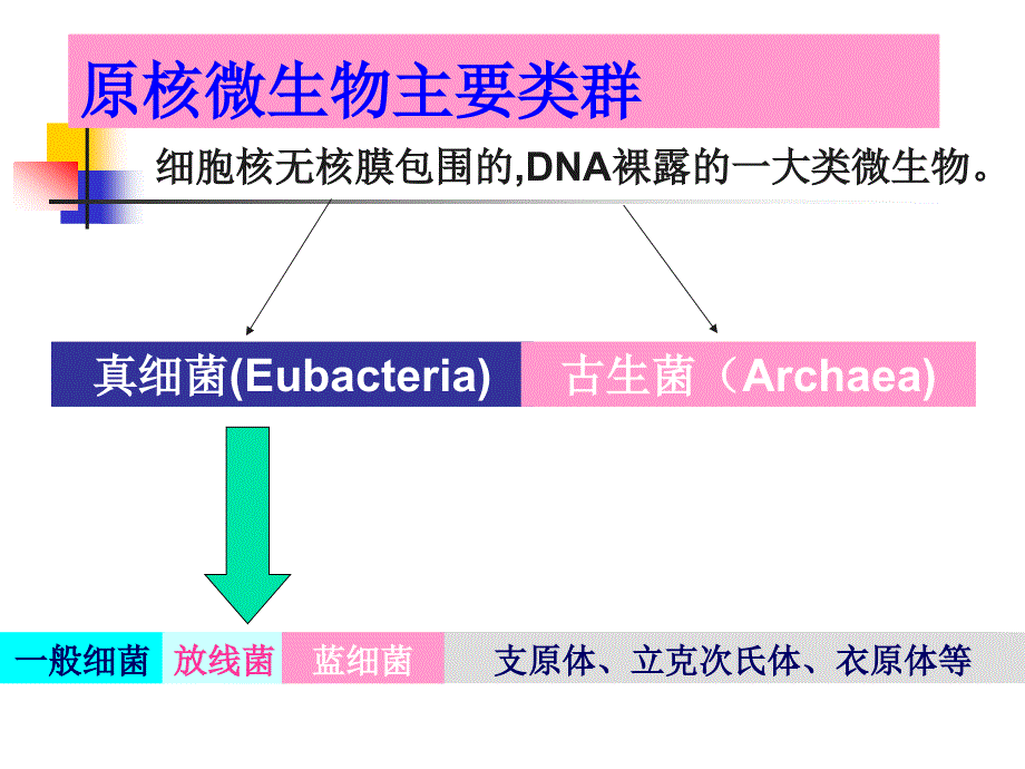 高中生物第二章原核微生物形态、构造及功能1(刘)_第4页