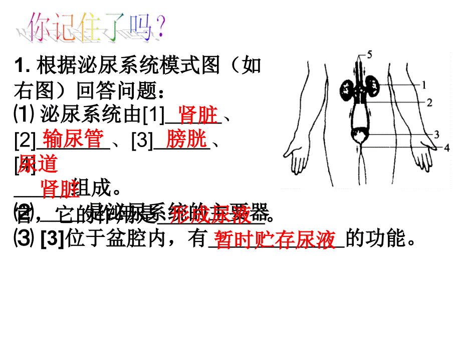 人体废物的排出_第4页