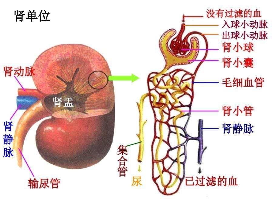 人体废物的排出_第5页