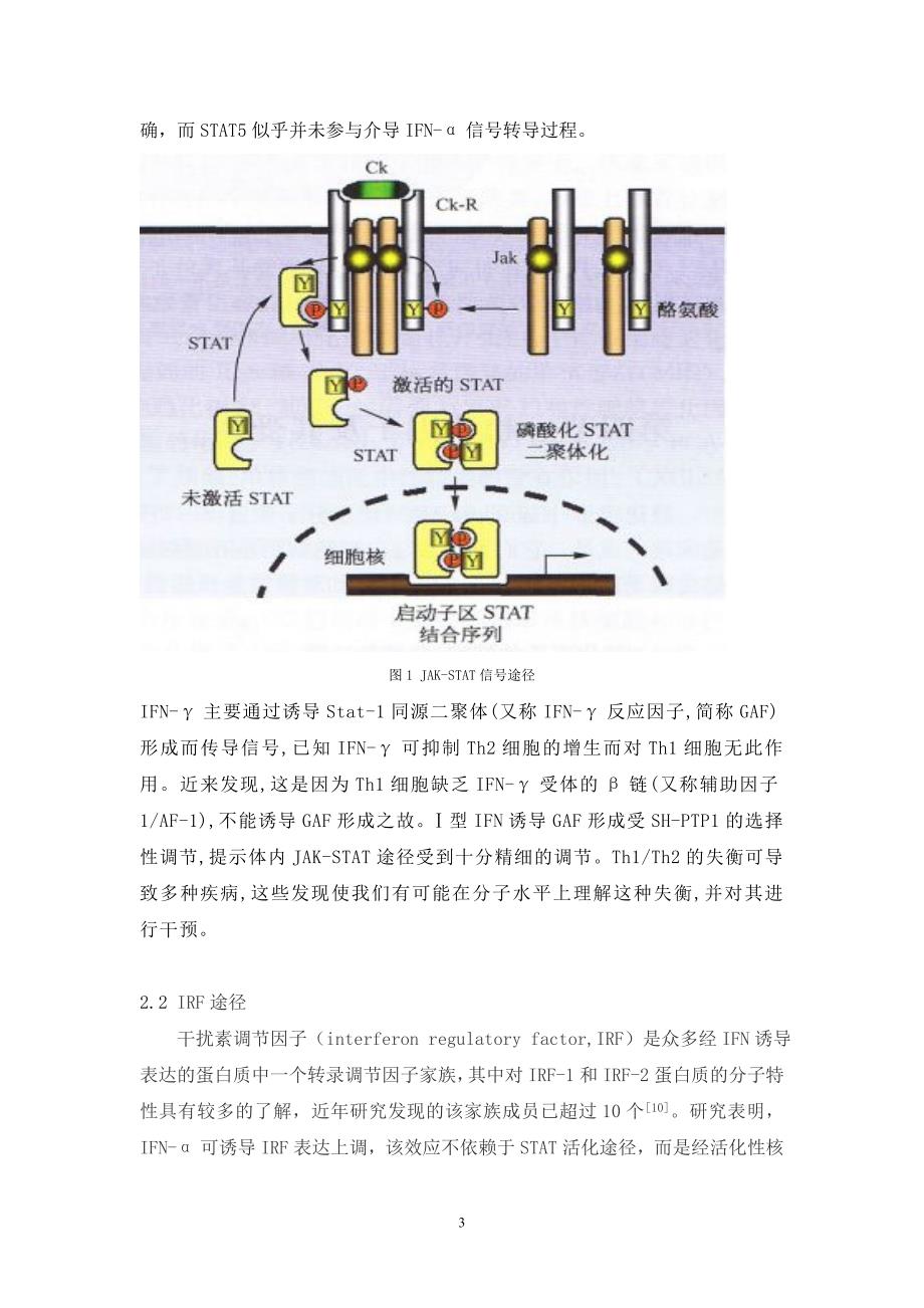 干扰素介导的信号传导_第4页