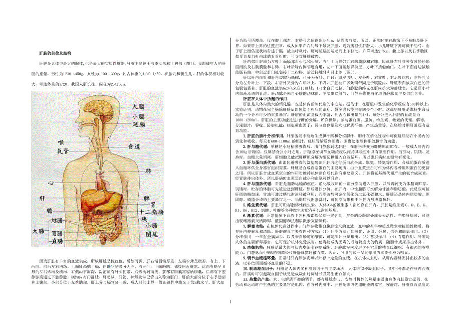 肝脏基础知识_第1页