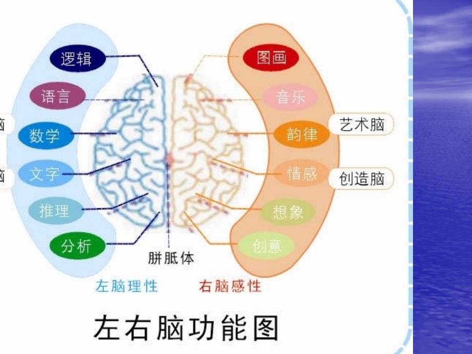 右脑开发ppt_第3页