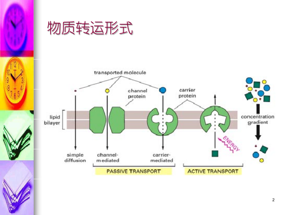 大学物理化学课件 第二章 电生理学基础_第2页