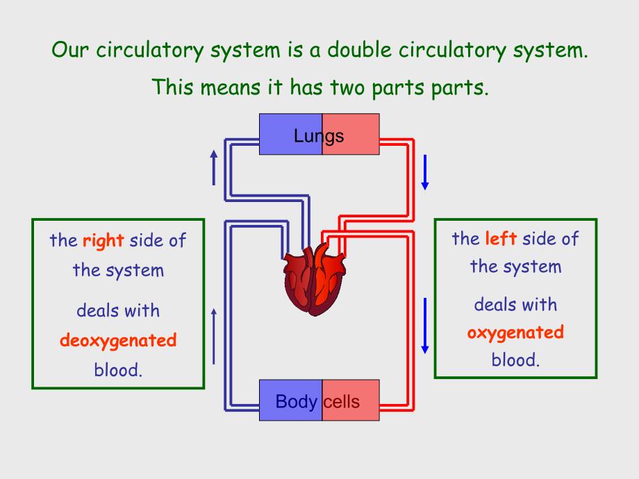 Circulatory system_第4页