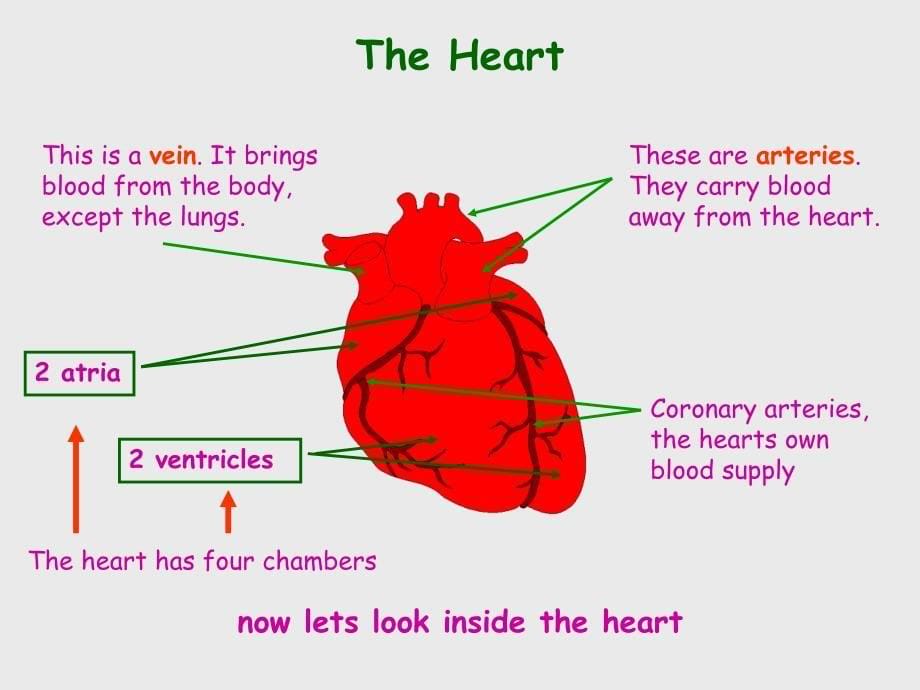 Circulatory system_第5页