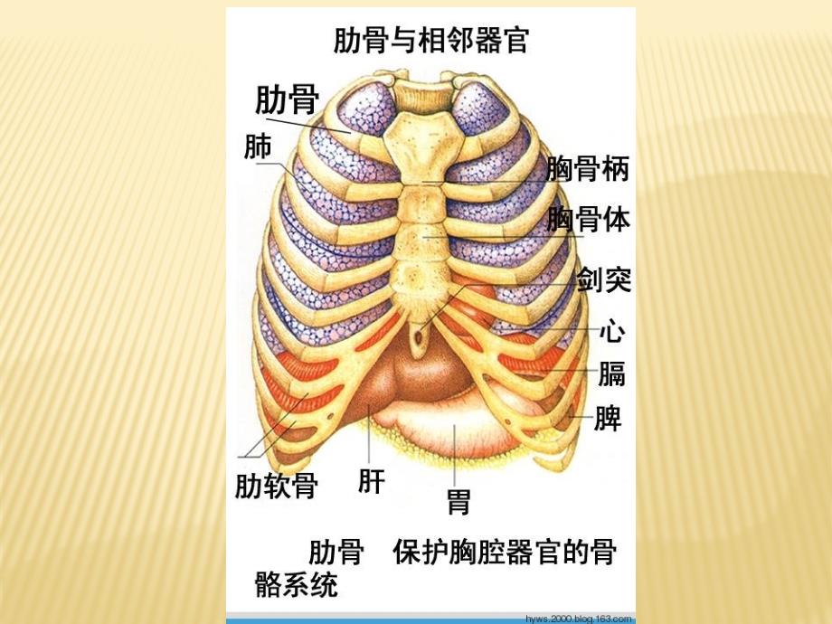 人体生理与疾病关系图解析（家庭常备医学知识）_第4页