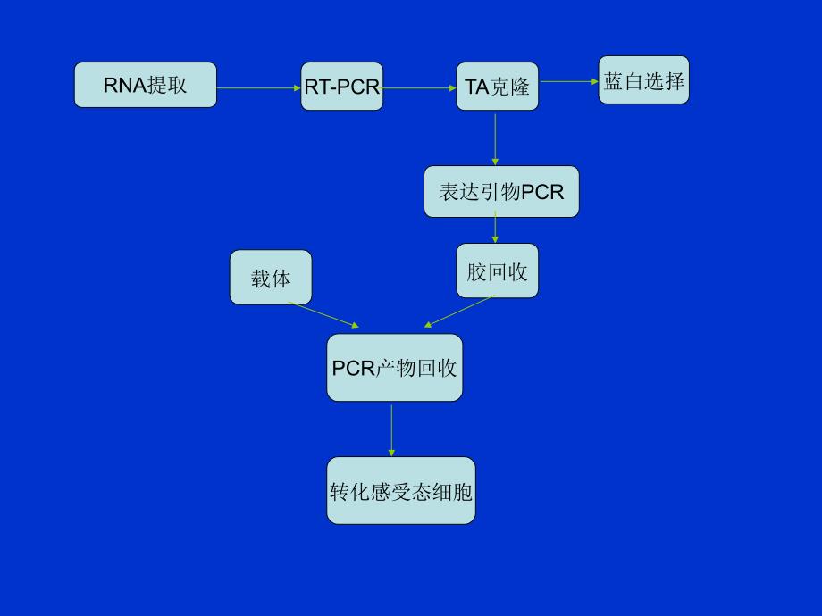 基因工程实验流程总览_第3页