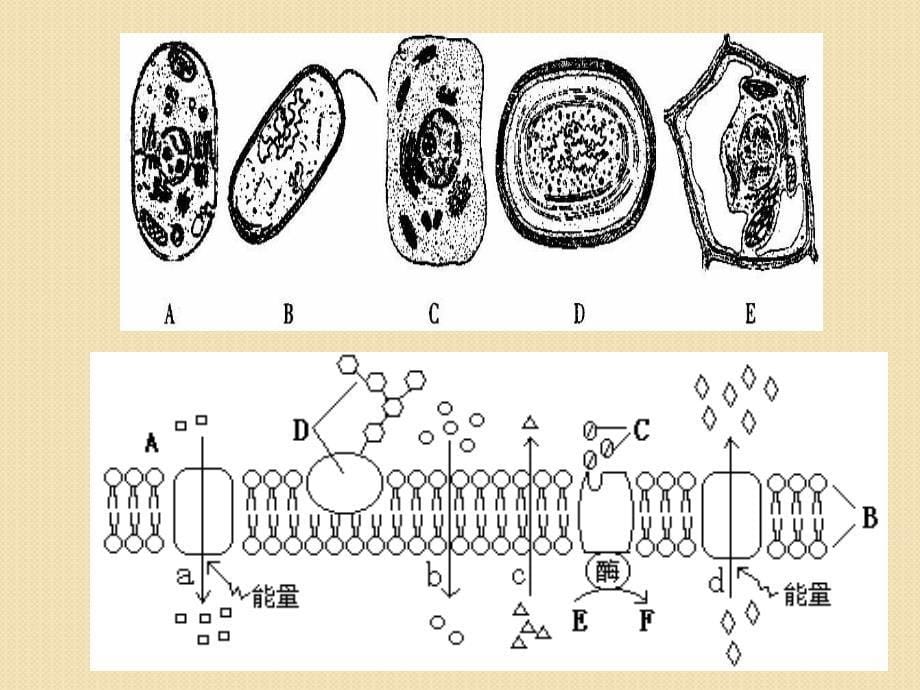生物：2010届高三一轮复习《细胞组成和结构》课件(新人教版必修1)_第5页