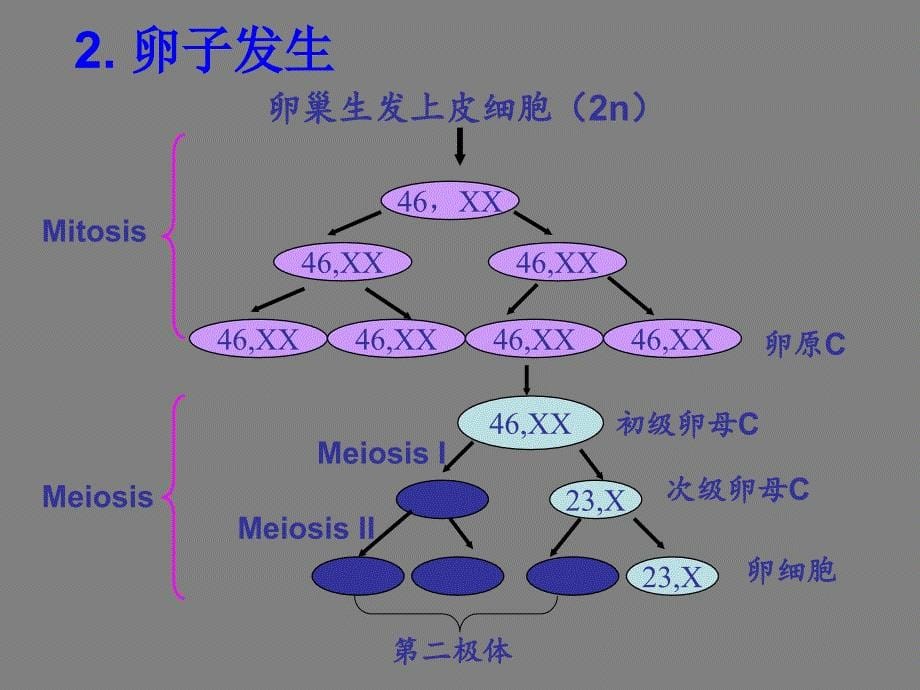 减数分裂和配子发生_第5页