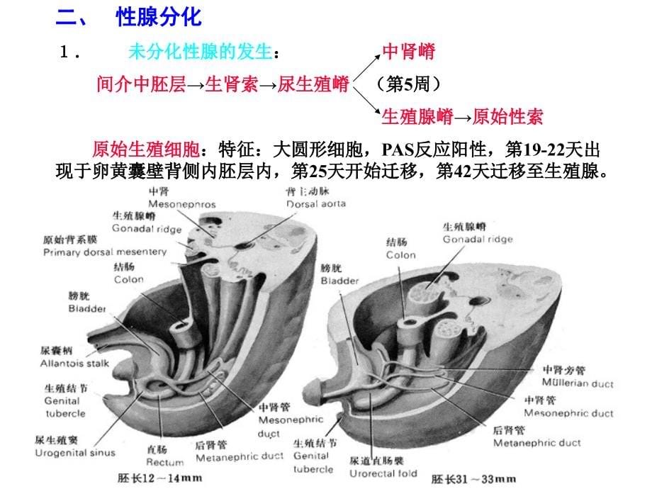 性分化及二性畸形_第5页