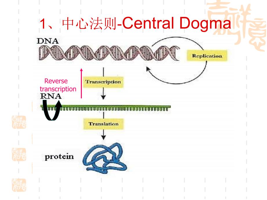 现代分子生物学课件_第4页