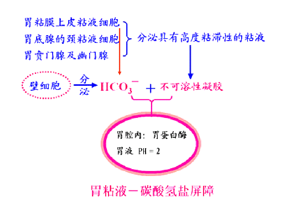 组织学与胚胎学各种屏障总结_第1页