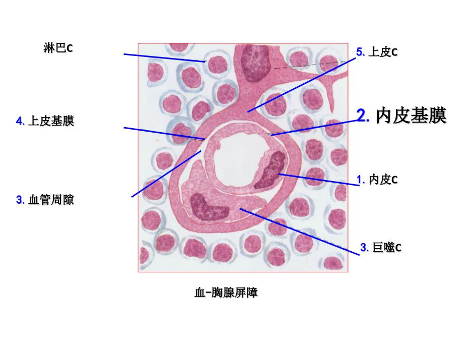 组织学与胚胎学各种屏障总结_第3页