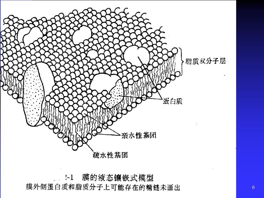 外源化学物在体内的生物转运与转化_第5页