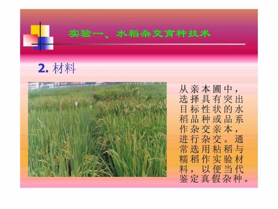 （生物科研）水稻杂交育种技术精选_第5页