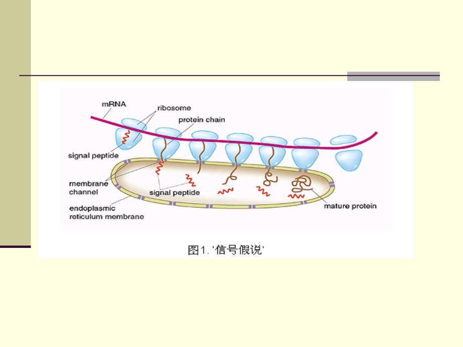 第四讲蛋白质的分拣_第3页