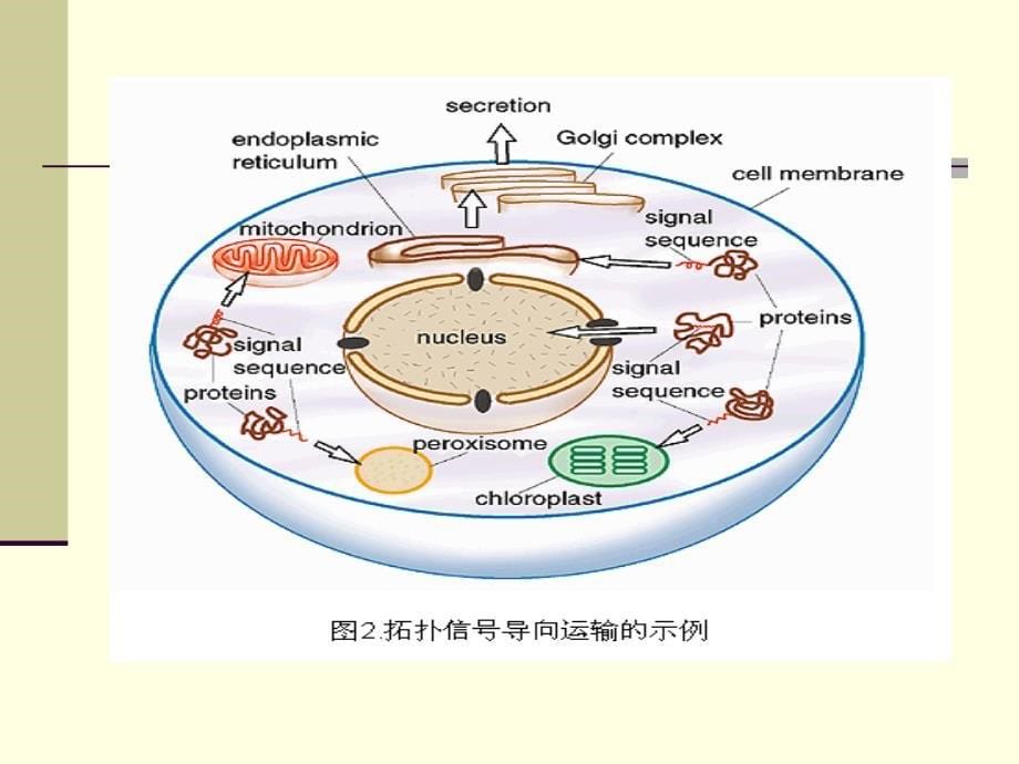 第四讲蛋白质的分拣_第5页