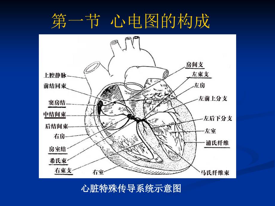 临床常见心电图的诊断_第3页