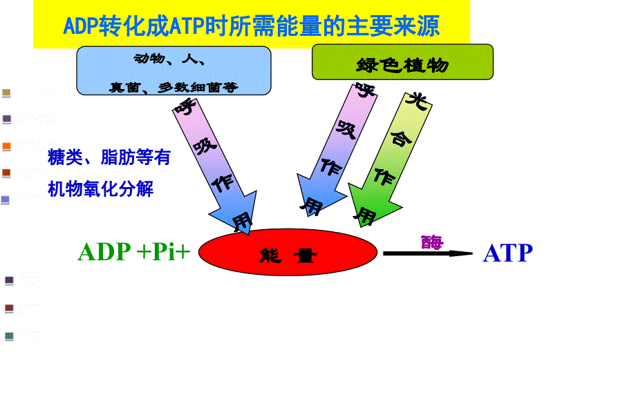 2016811细胞呼吸适合一轮复习自己做的公开课_图文_第2页