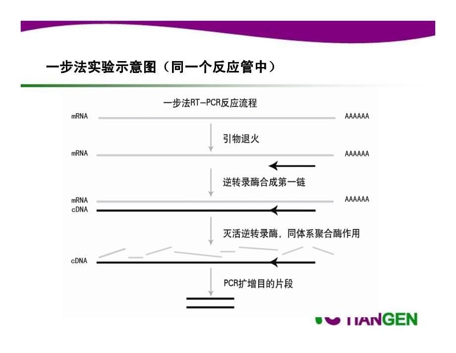 RT-PCR原理简介原理简介原理简介原理简介_第5页