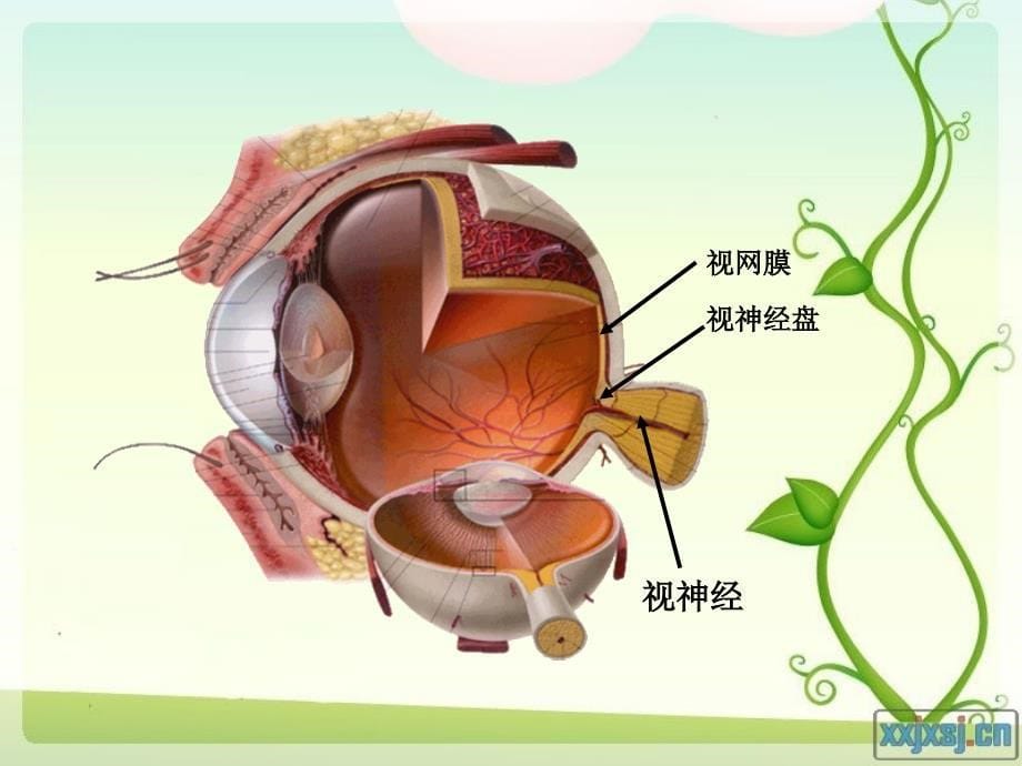 视觉传导通路2_第5页