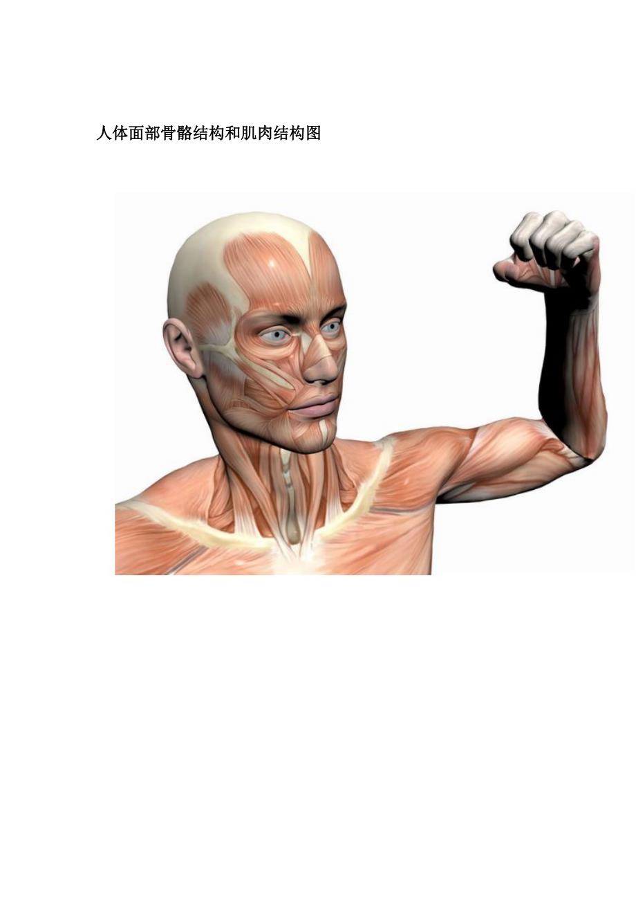 人风景部骨骼结构和肌肉结构图[精华]_第4页