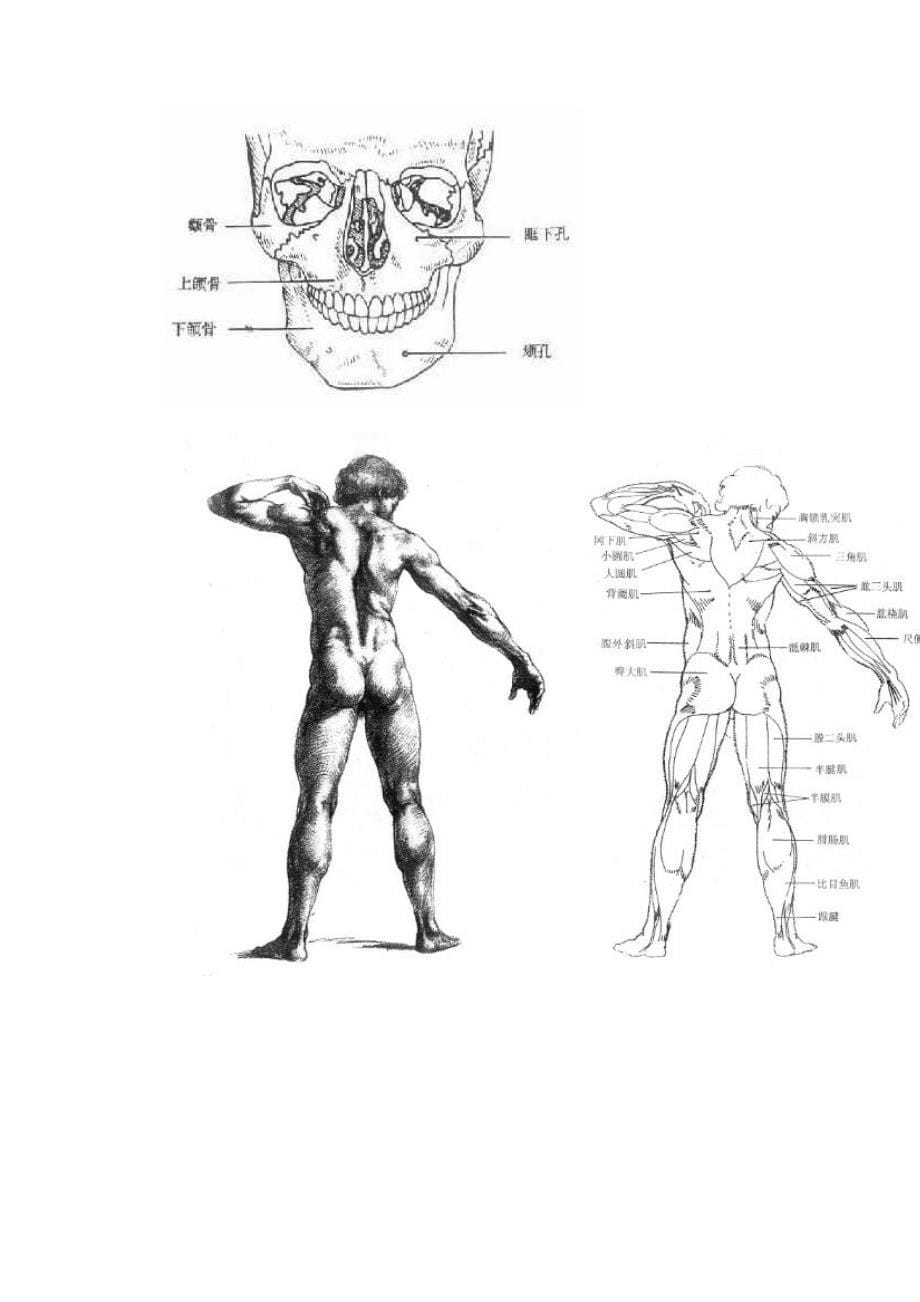 人风景部骨骼结构和肌肉结构图[精华]_第5页