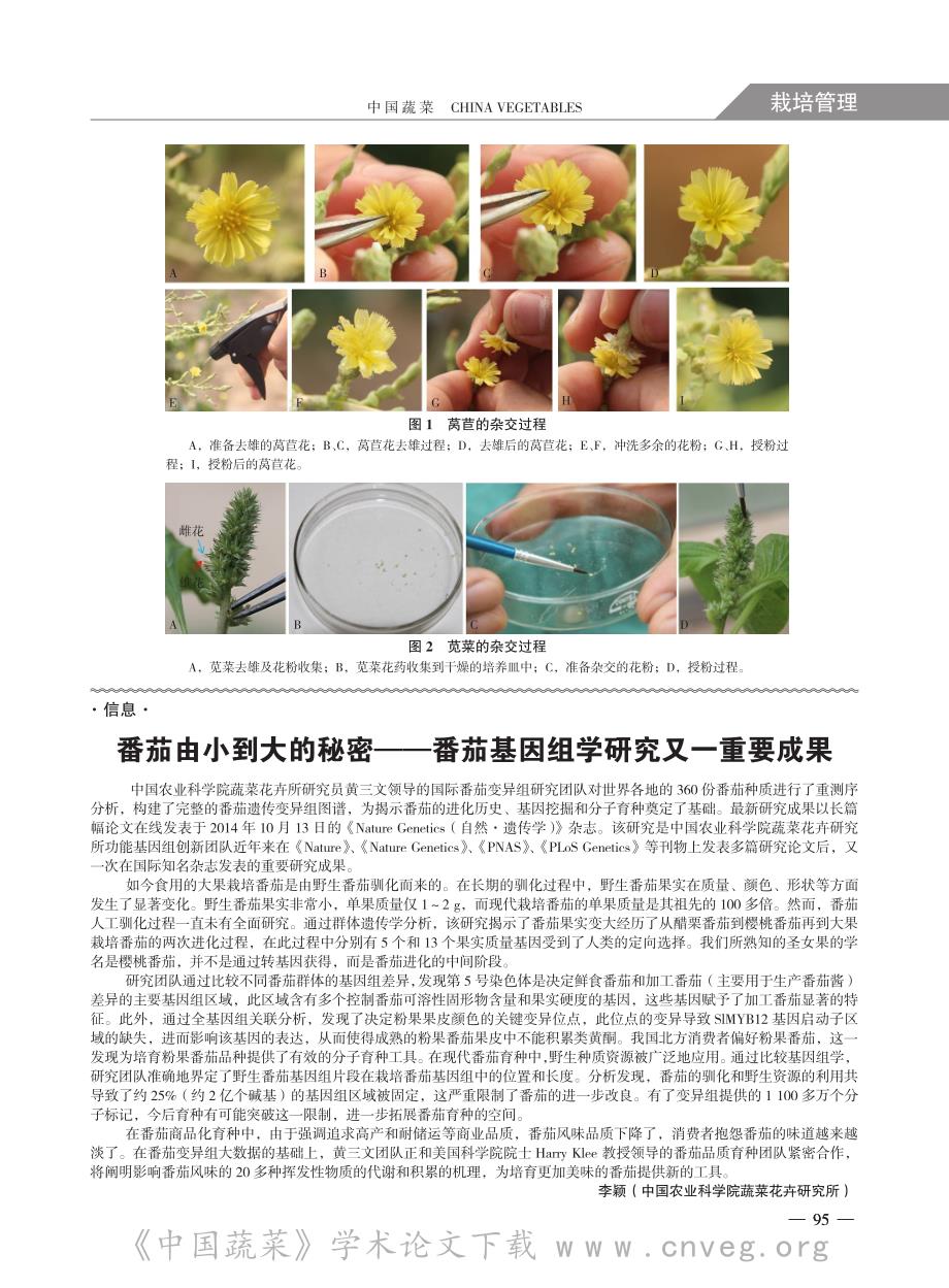 莴苣及苋菜的杂交制种方法_第2页
