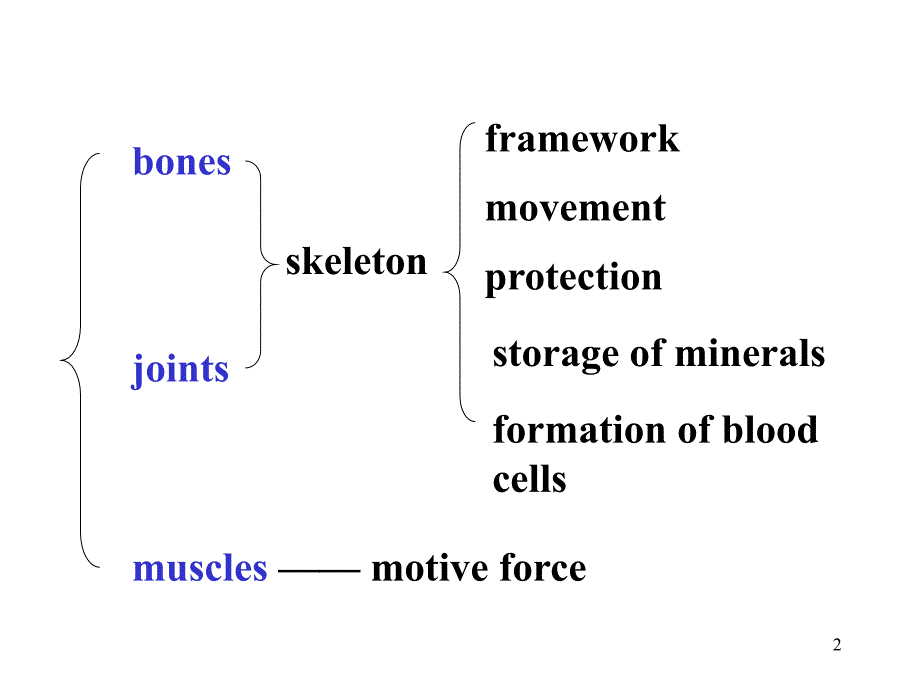 系统解剖学_运动系统概况_第2页