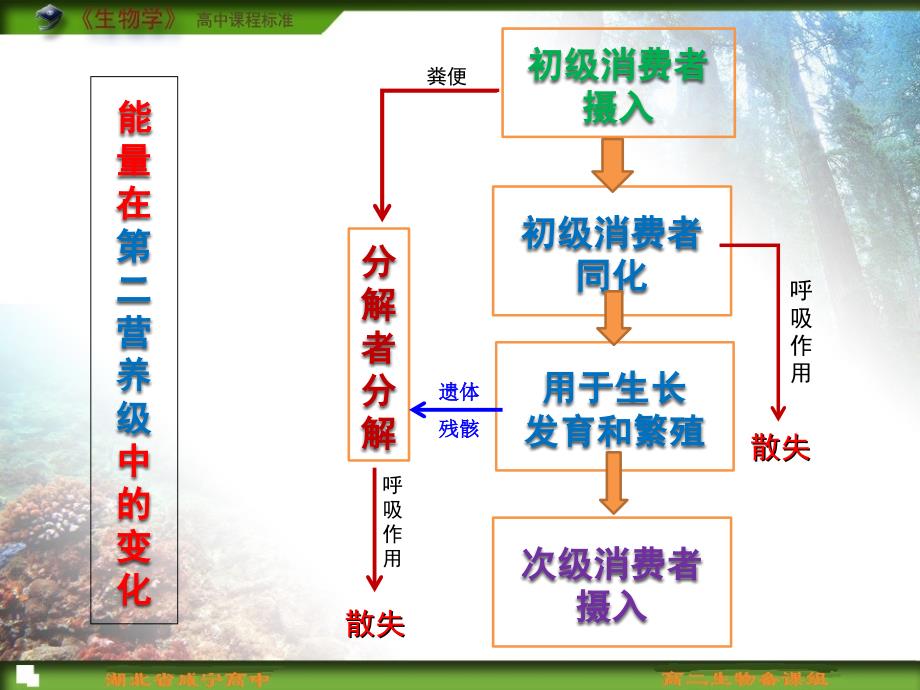 必修3 521生态系统的能量流动和物质循环_第4页