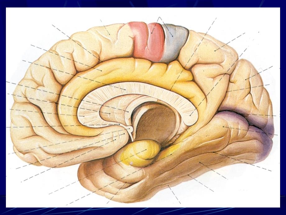 头部连续横断层解剖及CT、MRI_第3页