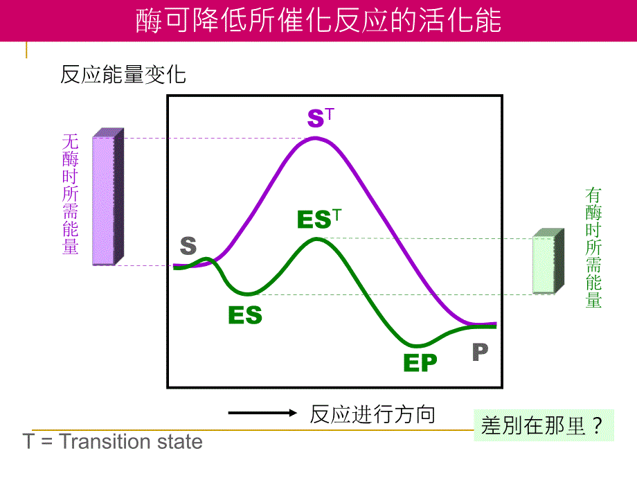 酶的作用原理_第2页