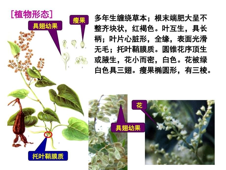 生药学01--被子植物_第5页