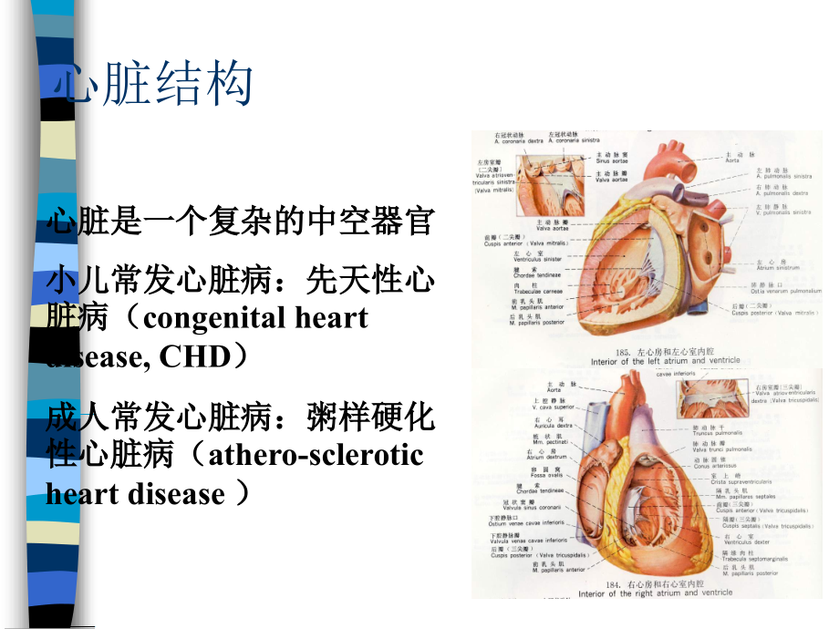 循环系疾病患儿的护理 PPT课件_第4页