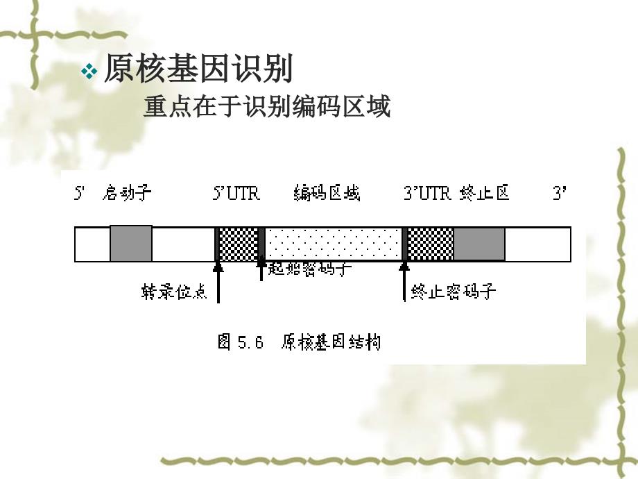 基因识别【精品-ppt】_第3页