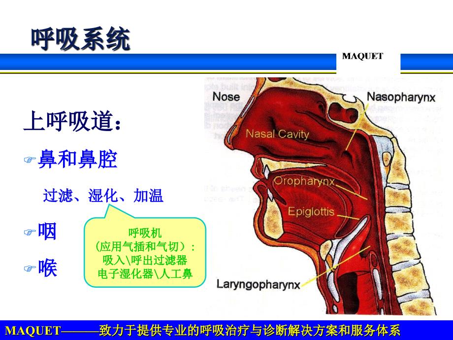 呼吸系统解剖生理与呼吸机的基本模式Physi-Vent_第3页