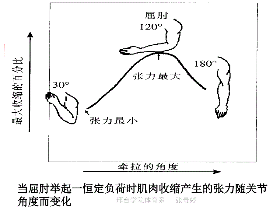 第二节 肌肉收缩的形式及力学分析_第2页