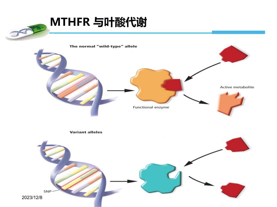 MTHFR基因检测与叶酸代谢(产科方向)方案_第4页