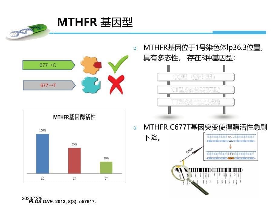 MTHFR基因检测与叶酸代谢(产科方向)方案_第5页