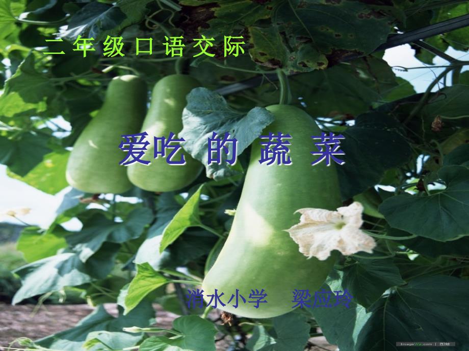 我 喜 欢 的 蔬 菜_第1页