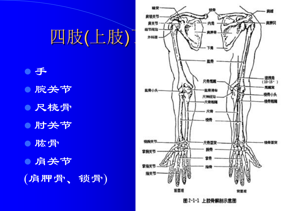 四肢骨的影像学〖精品课件〗_第4页