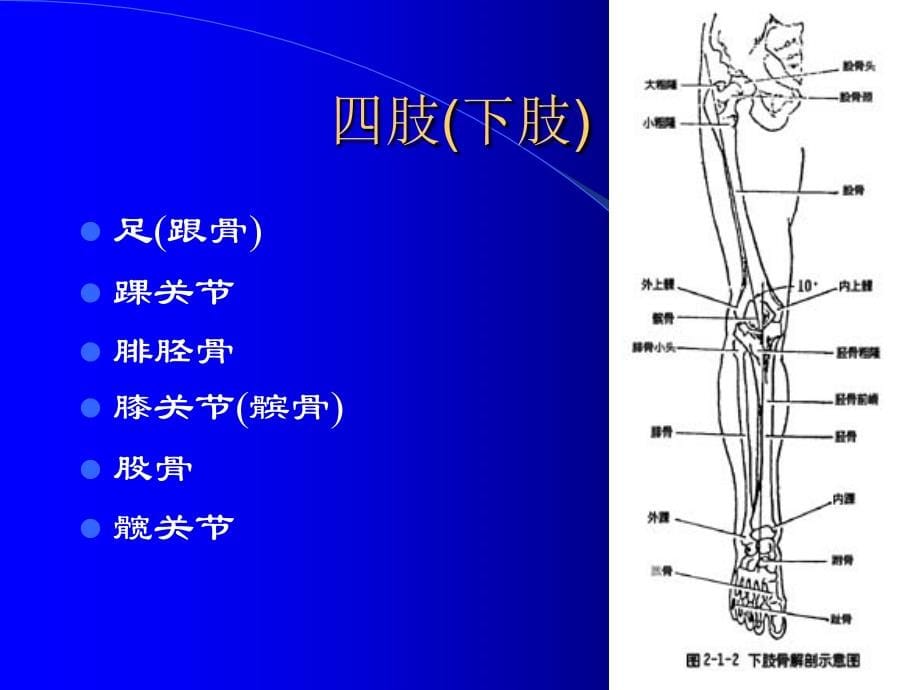 四肢骨的影像学〖精品课件〗_第5页