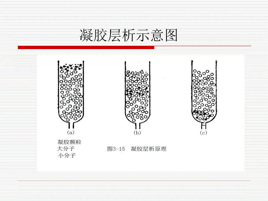 凝胶层析技术(凝胶过滤)_第2页