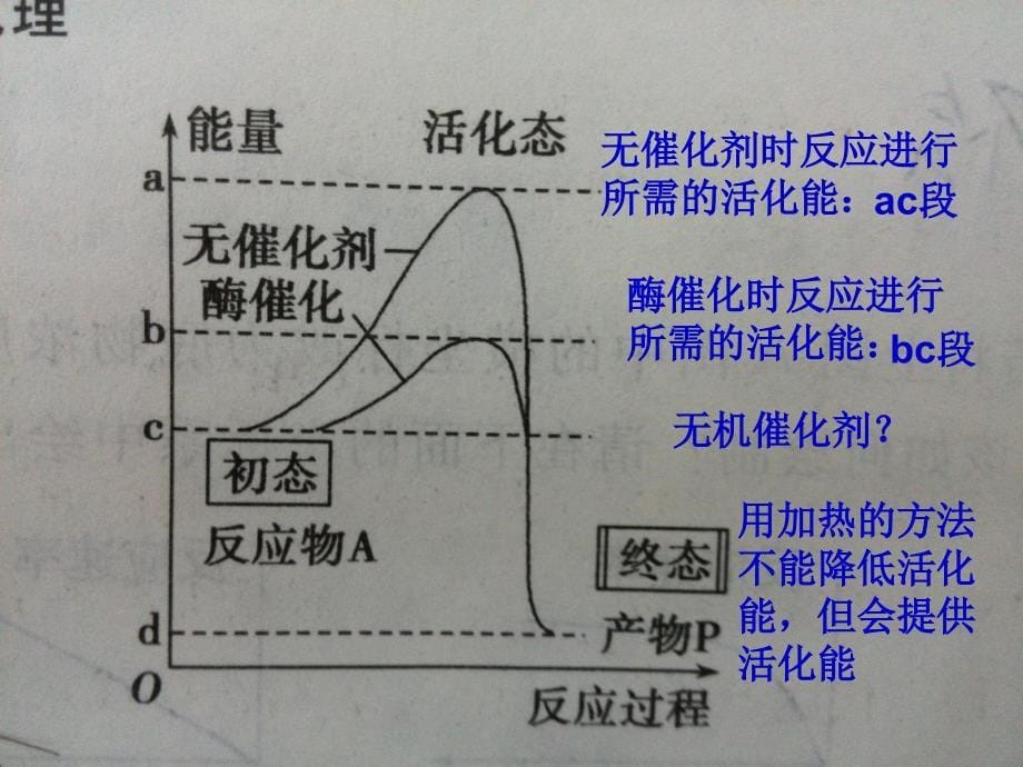 高中生物必修1酶_第5页