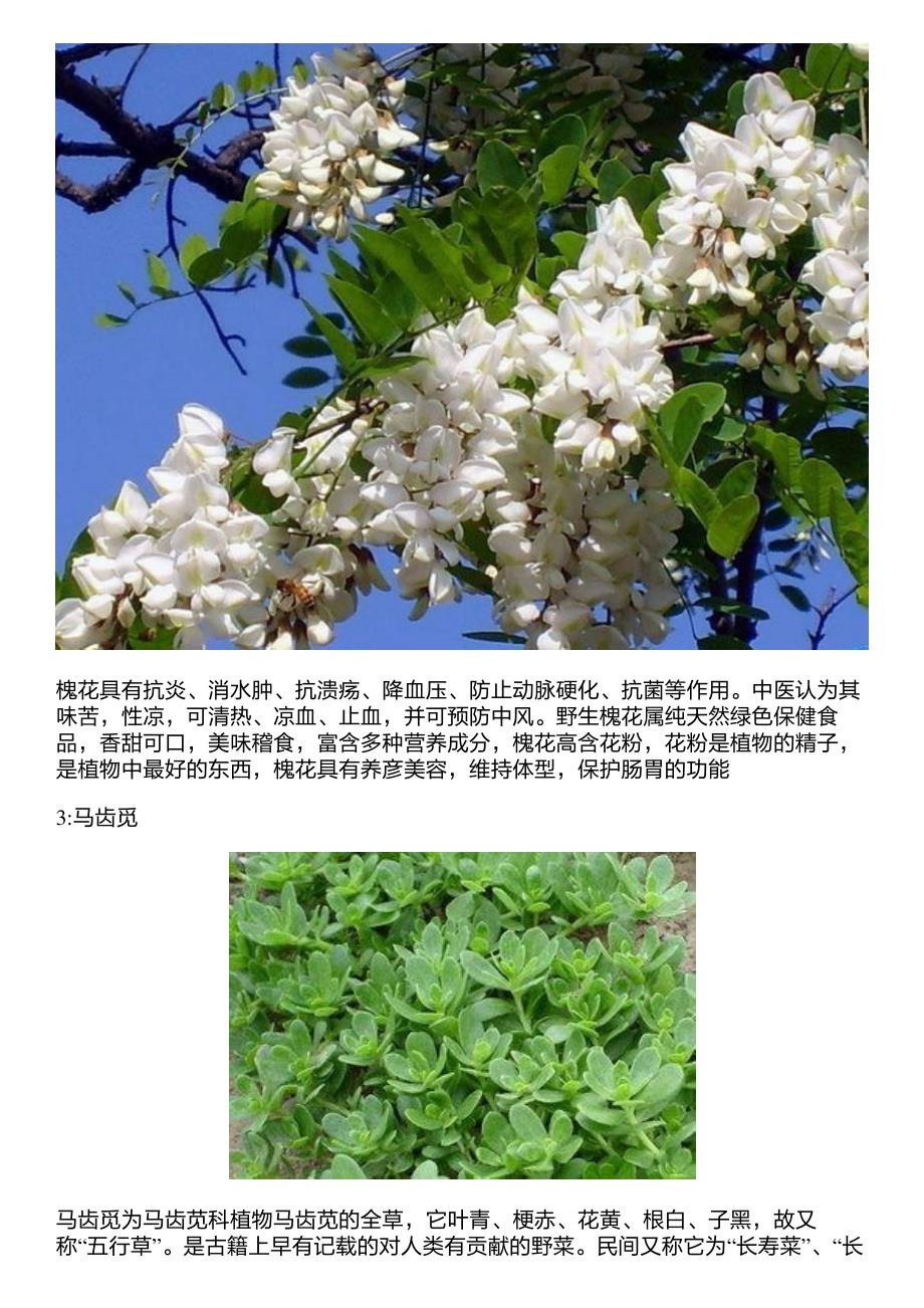 这些农村很常见的野菜,竟有这么多的功效_第2页