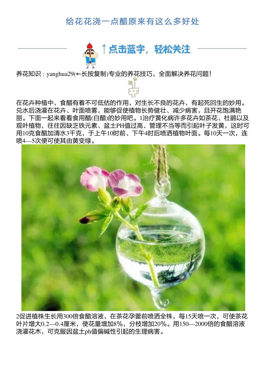 给花花浇一点醋原来有这么多好处_第1页