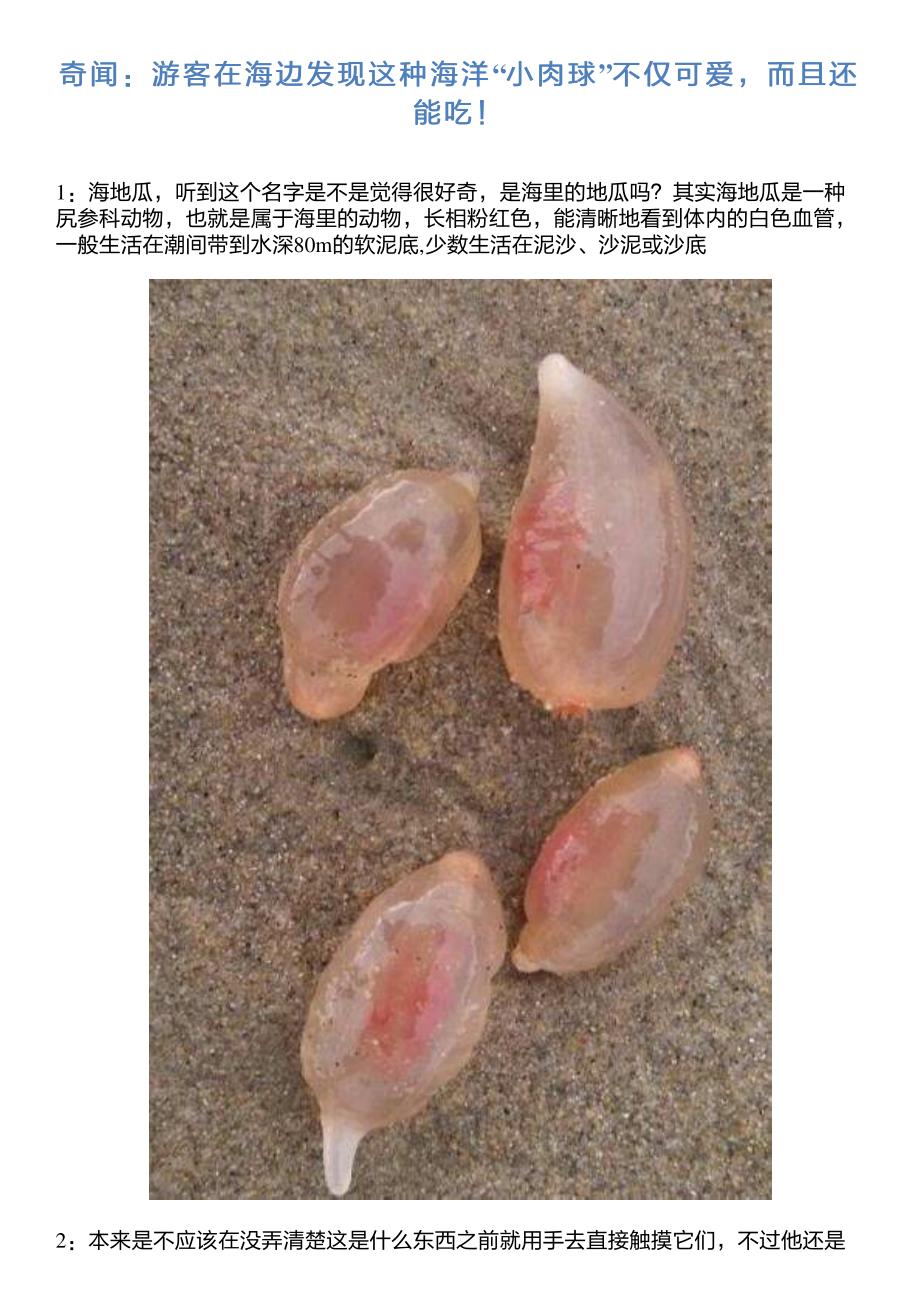 奇闻：游客在海边发现这种海洋“小肉球”不仅可爱,而且还能吃!_第1页