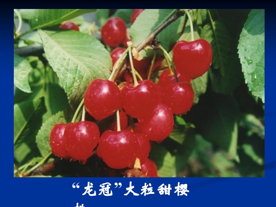 课件2(第三章++果树器官的生长发育)_第1页