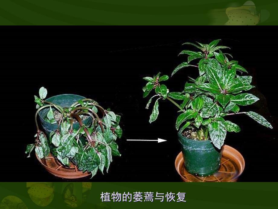 植物的生活需要水_第2页