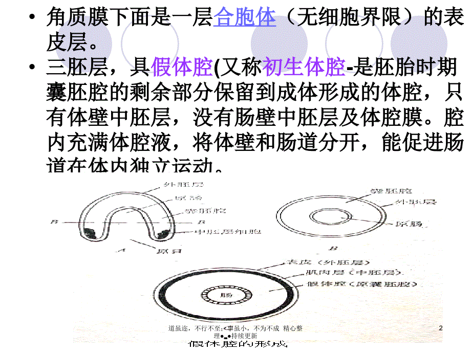 体腔动物(Pseudocoelomata)_第2页